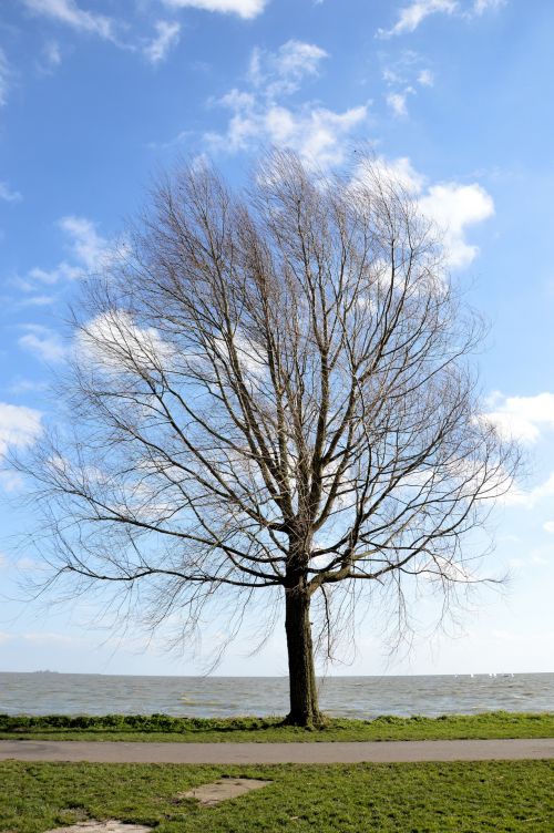 Tree And Lake