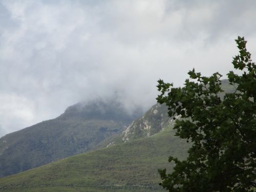 Tree And Mountains