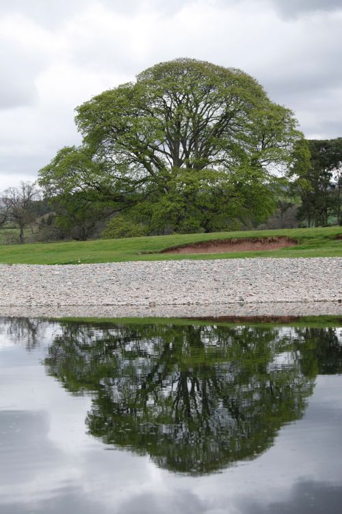 Tree And Reflection