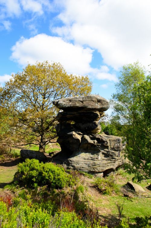 Tree And Rocks