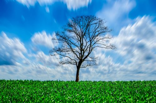 Tree And Sky