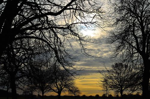 Tree And Sky