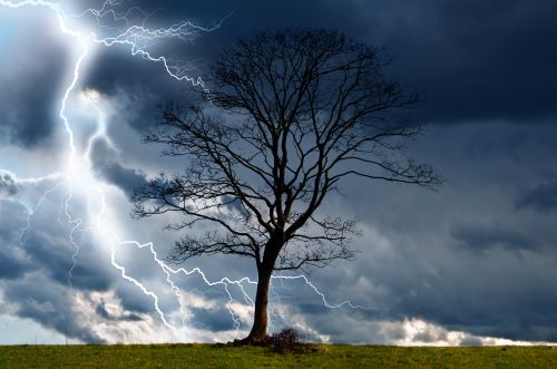 Tree And Storm 2