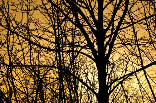 Tree And Sunset