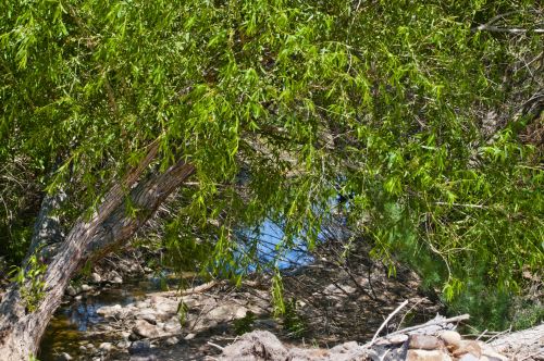 Tree And Water