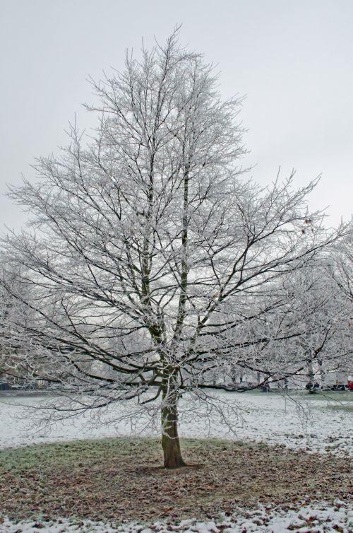 Tree And Winter