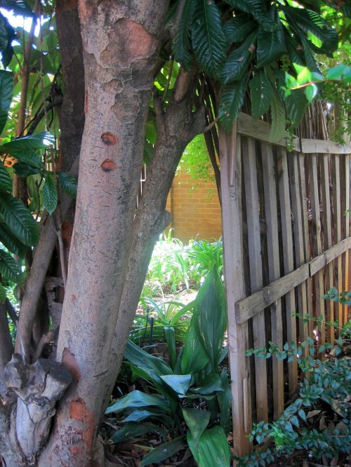 Tree And Wooden Screen