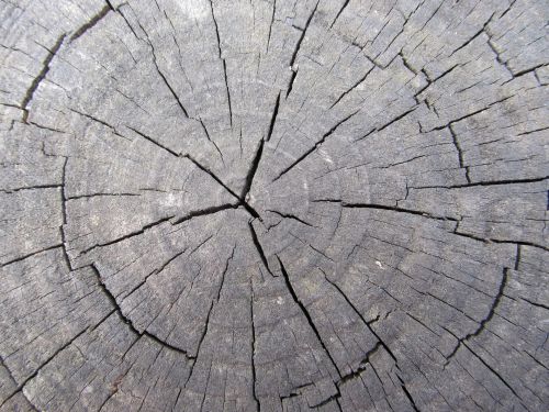 Tree Annual Ring Pattern