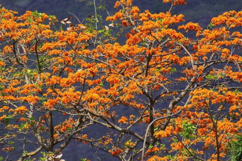 tree araguaney tree orange