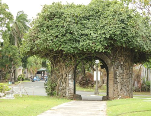 Tree Arch