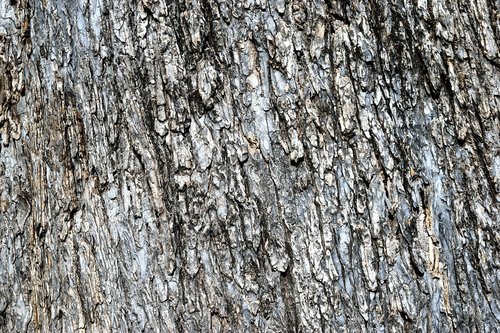 tree back  background  texture