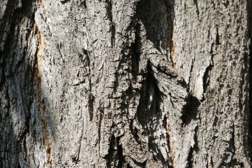 tree bark bark texture