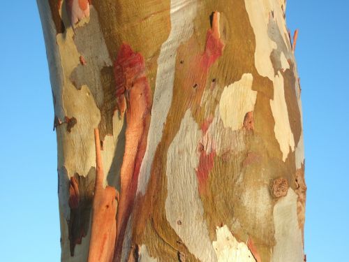 tree bark australia eucalypt