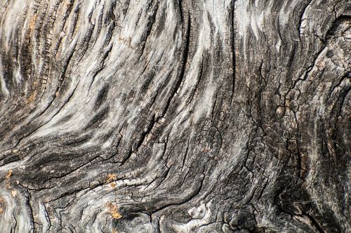 tree bark wood texture background