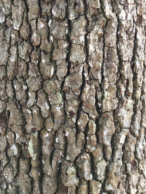 tree bark rough background