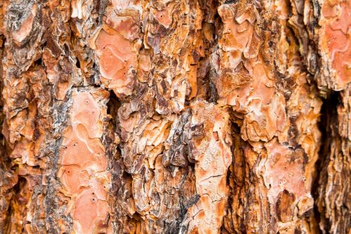 tree bark trunk texture