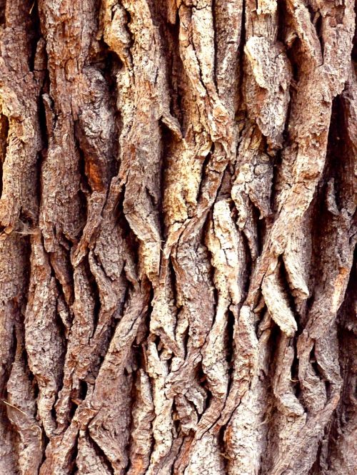tree bark tree nature