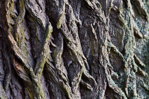 tree bark bark macro