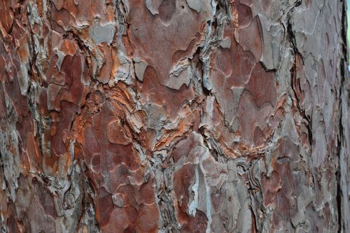 tree bark red pine pine