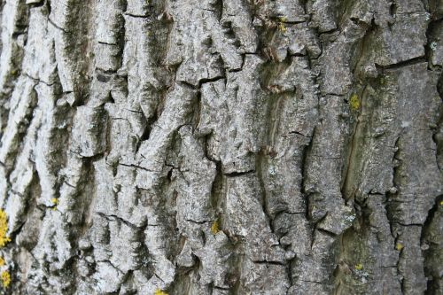 tree bark tree wood