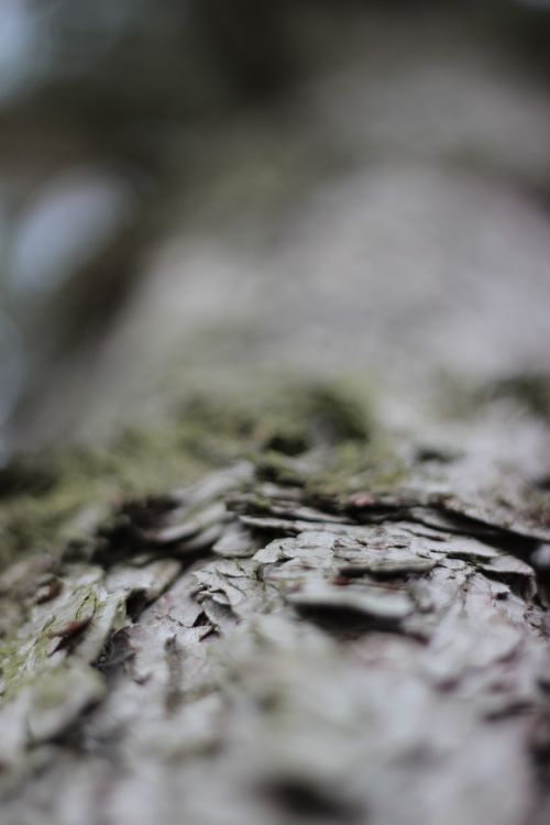 tree bark pine tree