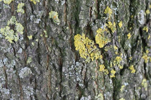 tree bark bark log