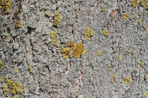 tree bark bark log