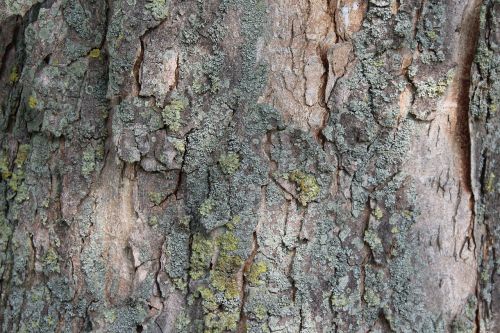 tree bark bark log