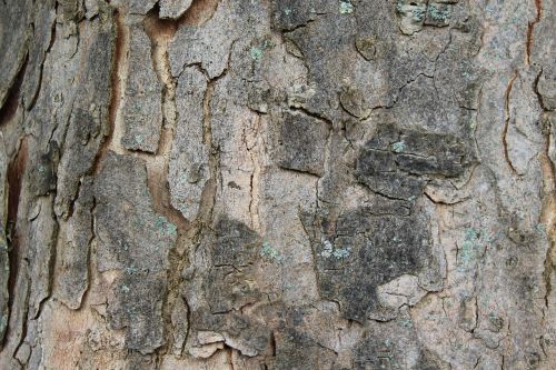 tree bark bark log