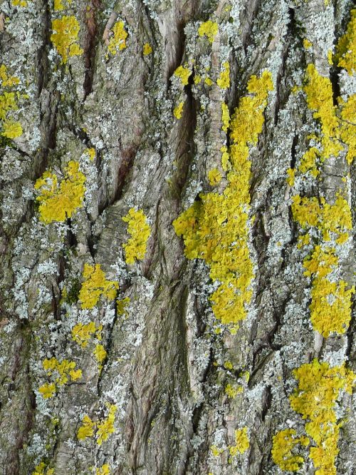 tree bark lichen close