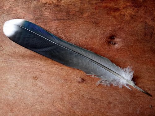 tree bark bird feather shimmer
