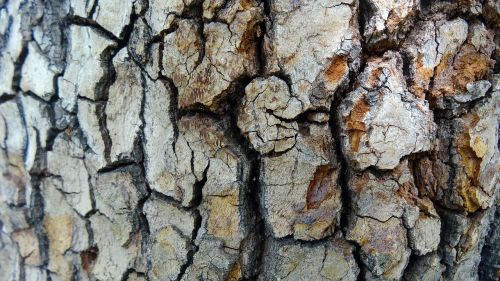 tree bark texture natural pattern