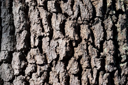 tree bark  tree  background