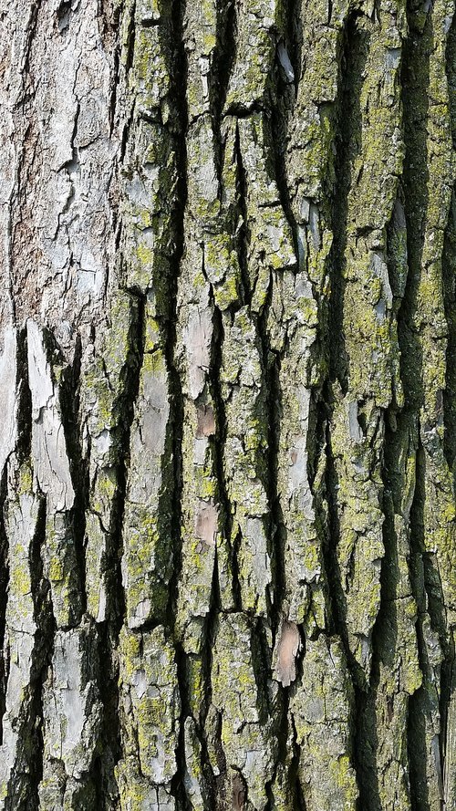 tree bark  texture  wood