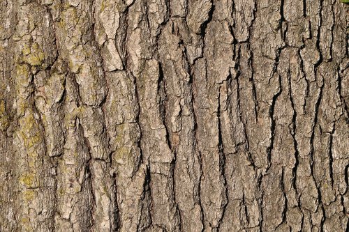 tree bark  forest  nature