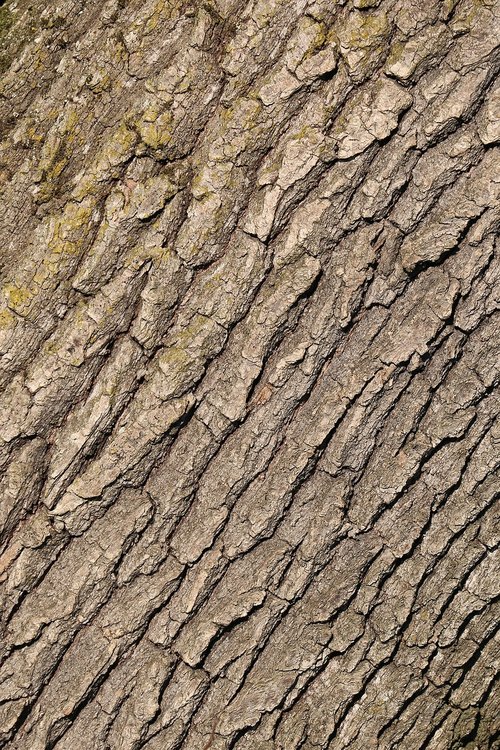 tree bark  forest  nature