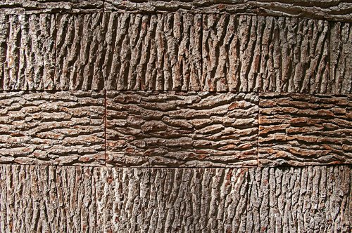 tree bark  background  bark