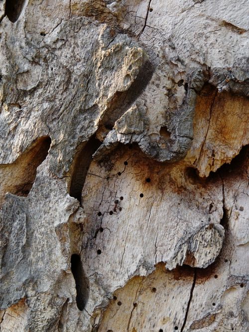 tree bark tree structure