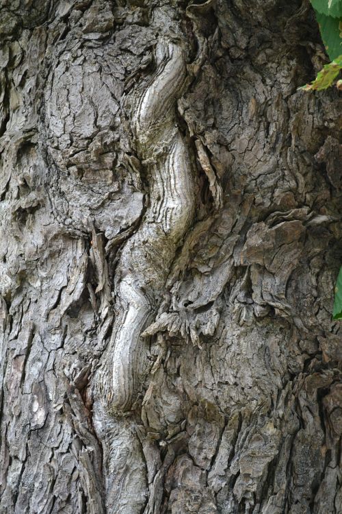 tree bark tree bark