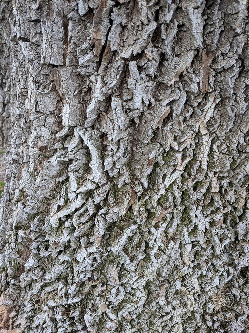 tree bark  grey gray  texture