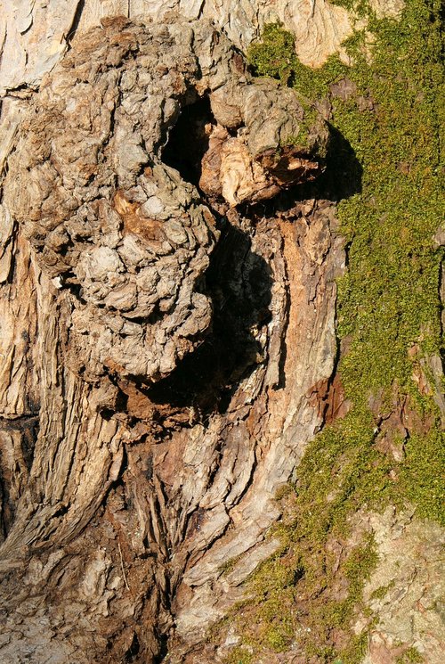 tree bark  moss  log