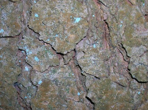 tree bark closeup cracks