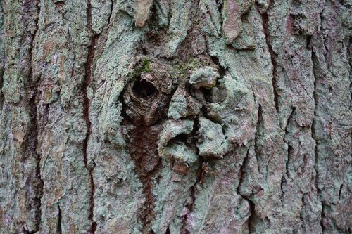 tree bark  bark  log