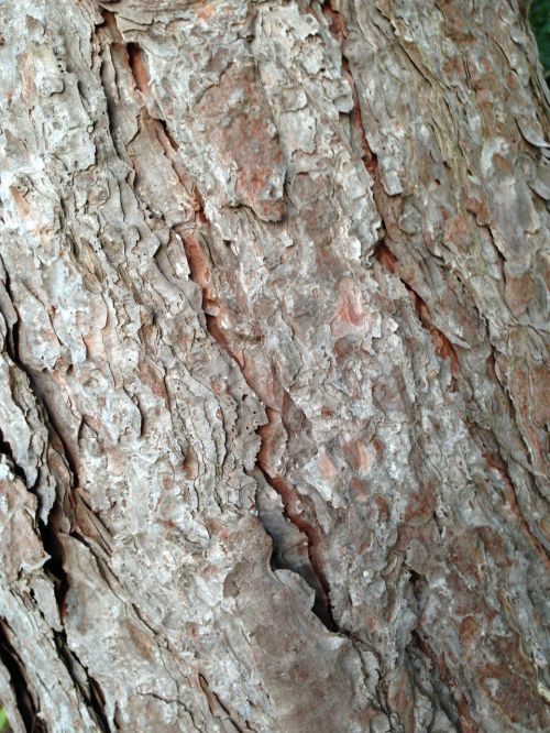 tree bark bark tree