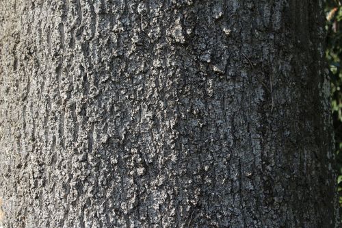 tree bark forest tree