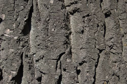 tree bark texture texture of tree bark
