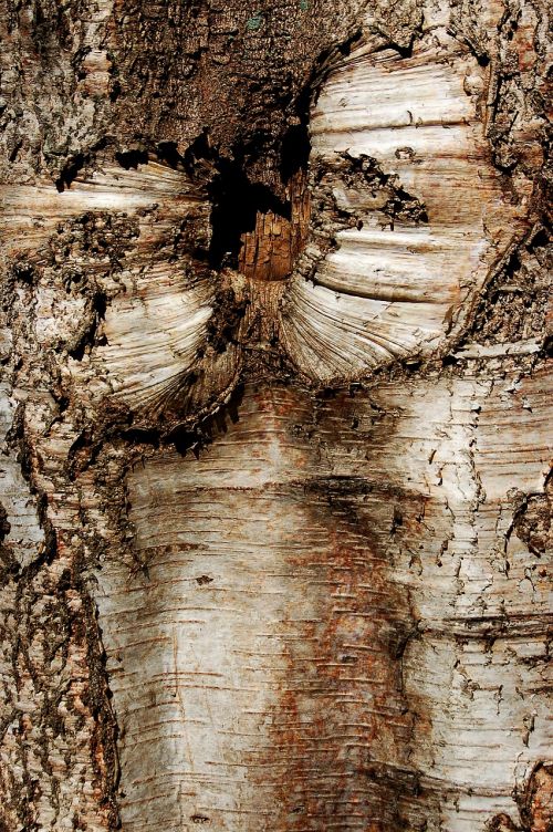 tree bark nature tree