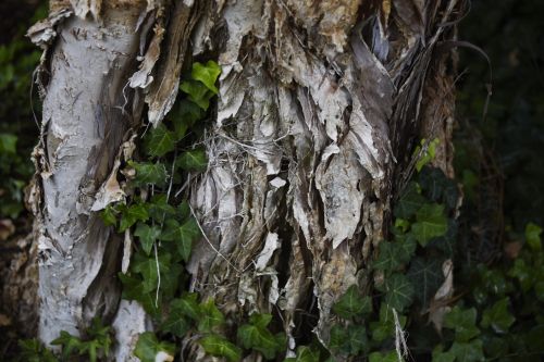 Tree Bark And Ivy