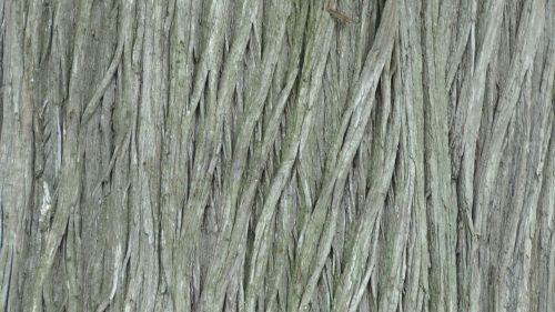 Tree Bark Background