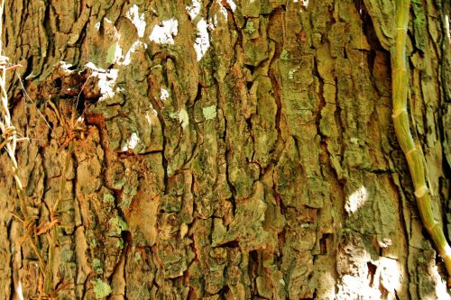 Tree Bark Background